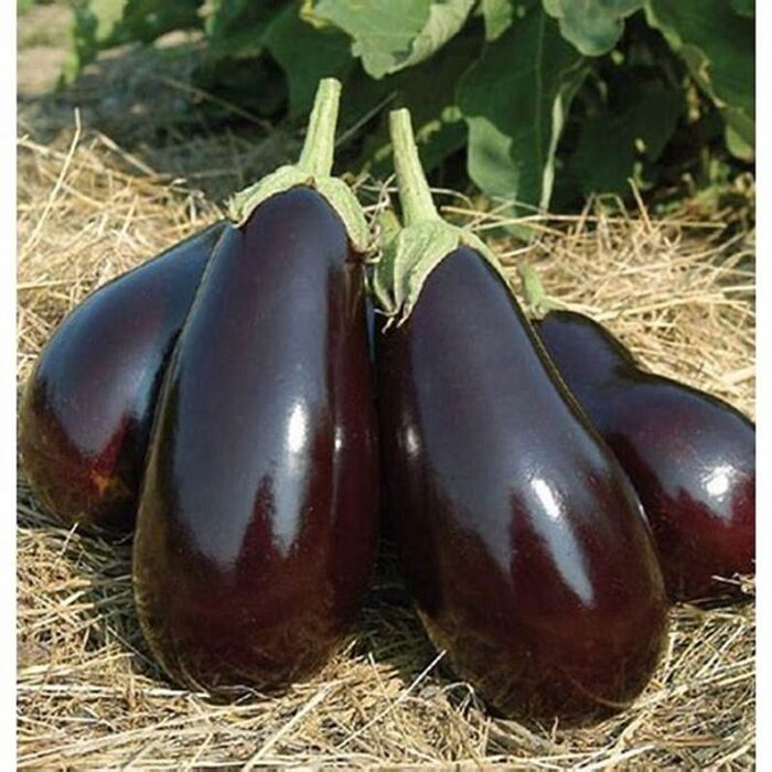 Fresh Purple Eggplant (बैंगन)