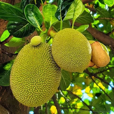 jack fruit